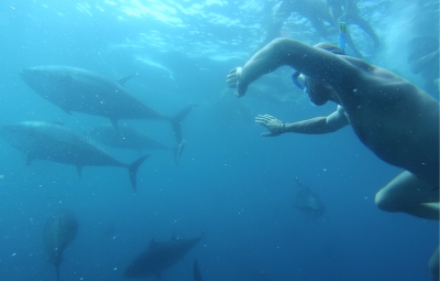 Tuna Tour (swimming with giant tunas).